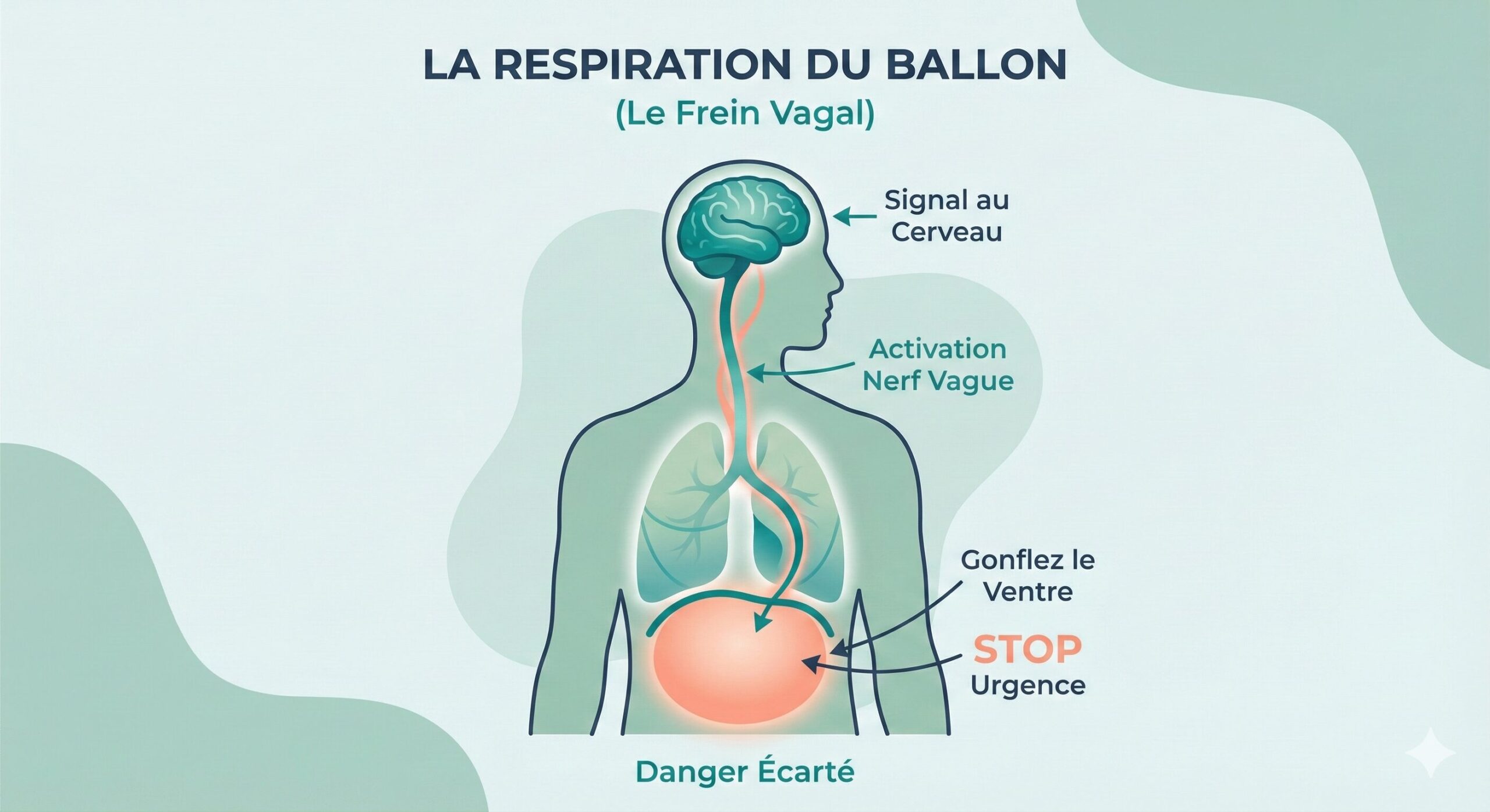 Schéma anatomique expliquant comment la "Respiration du Ballon" active le "Nerf Vague", envoyant un signal "Danger Écarté" au cerveau pour stopper l'urgence de l'anxiété.